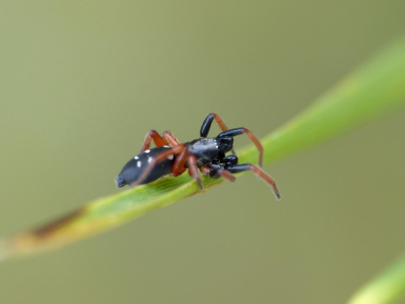 Phaeocedus braccatus (maschio) - Montecompatri (RM)